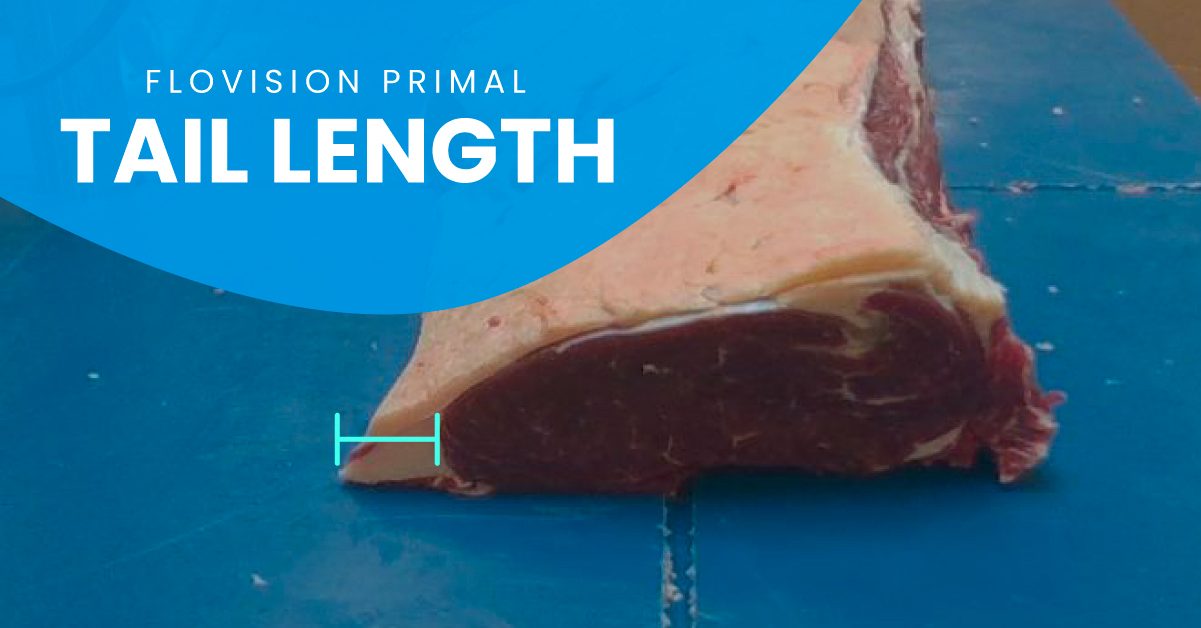 Beef striploin primal with the tail length measured in teal and a blob overlay that says "FloVision Primal Tail Length"