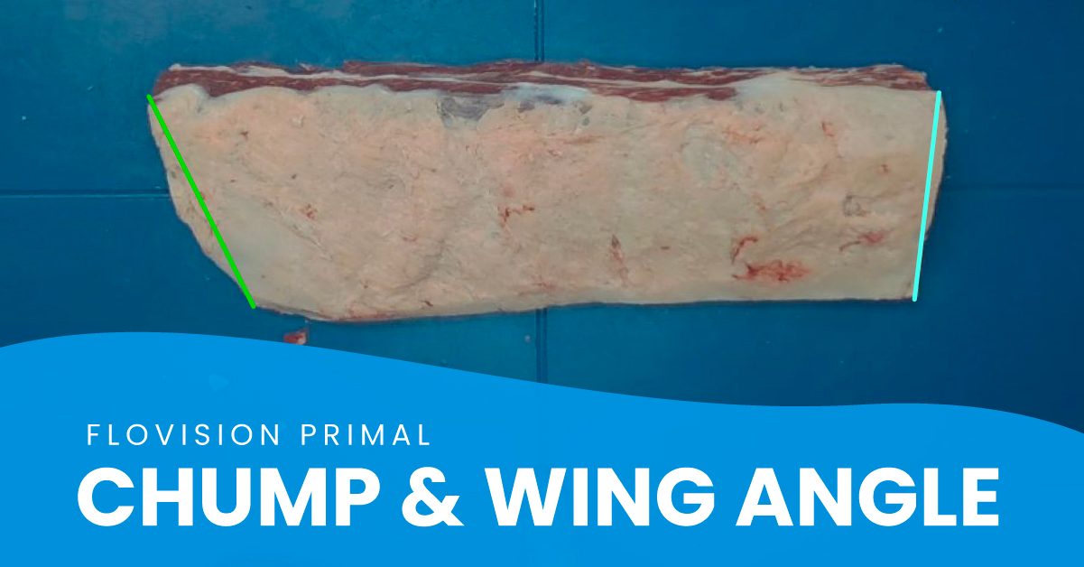 Beef striploin primal with the chump and wing angles highlighted in green and teal and a blob overlay that says "FloVision Primal Chump & Wing Angle"