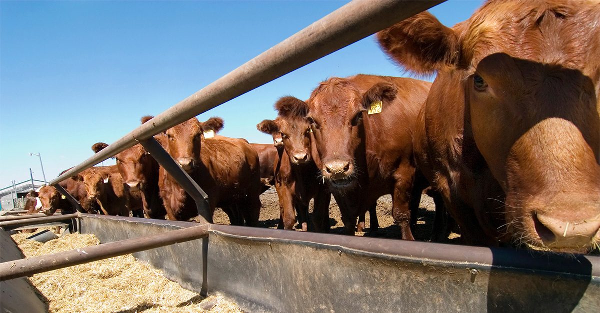 Brown cattle at grain feeding trough