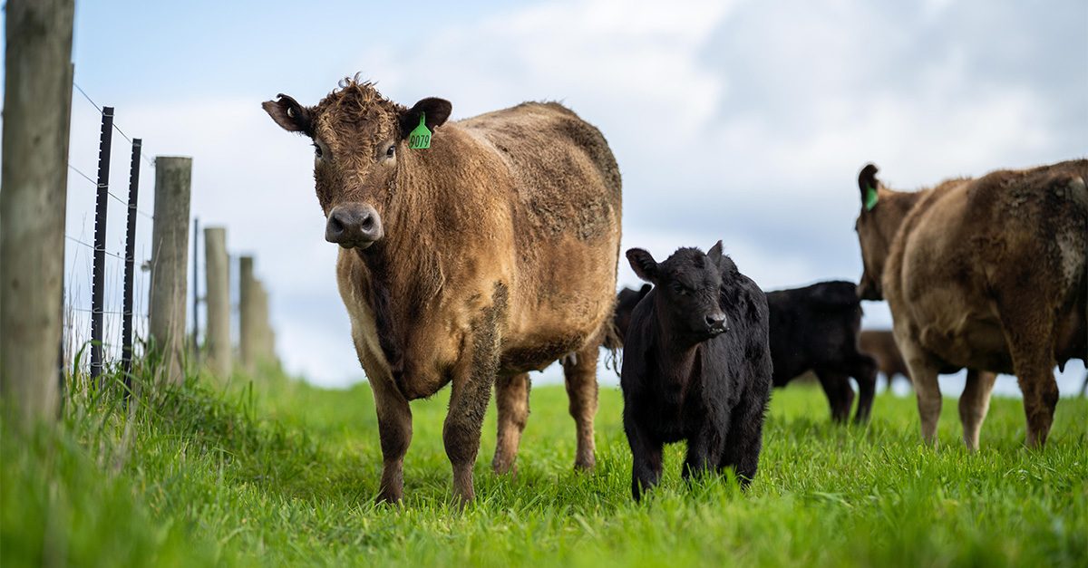 Brown and black cattle standing in grassy field