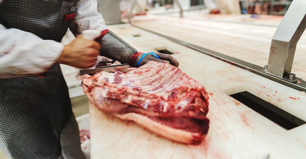 Butcher at a trim station in a beef processing facility using a saw to cut through a cut of beef